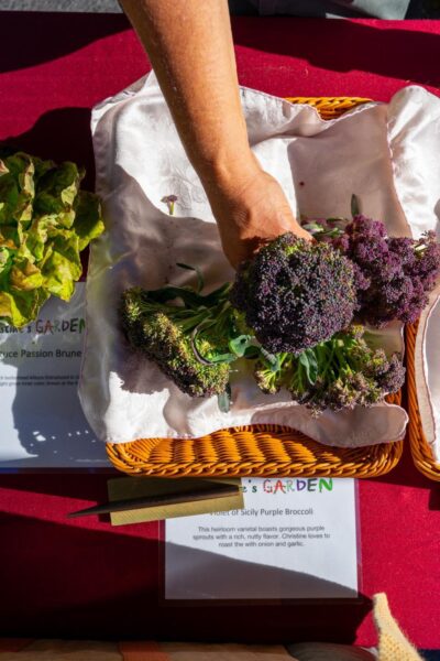 Hand reaching for vibrant Violet of Sicily Purple Broccoli in a basket at a farmer's market, with fresh lettuce in the background and an informational sign about the vegetable's heirloom qualities.