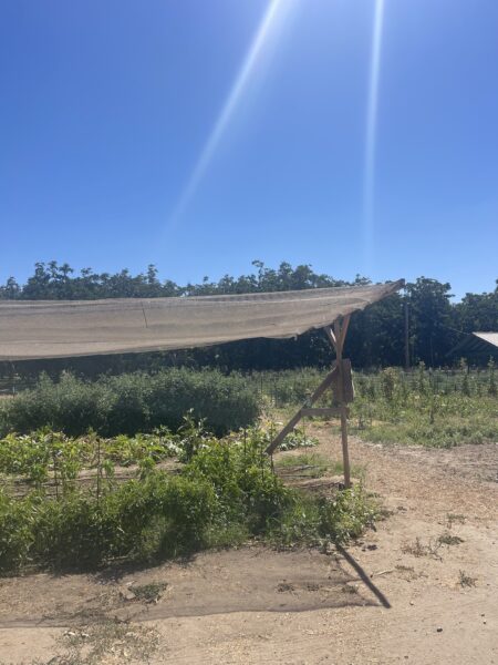 Sunny agricultural field with shade cloth providing protection for crops, surrounded by lush greenery and clear blue sky. Ideal for sustainable farming practices and organic gardening.