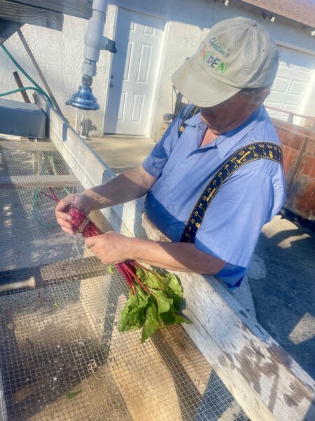 A man in a blue shirt and cap washes freshly harvested beets at a garden workspace, showcasing sustainable farming practices.