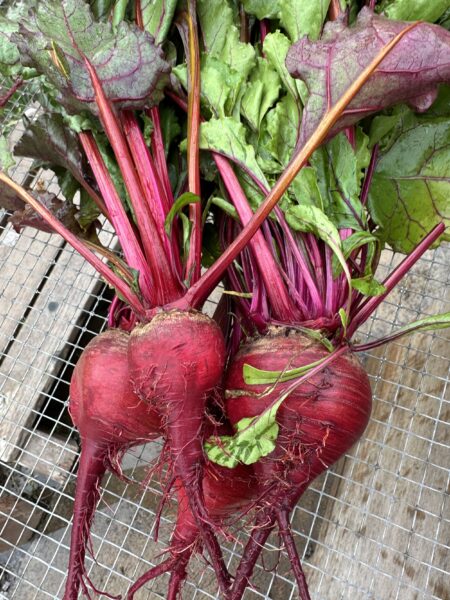Freshly harvested beets with vibrant red skin and green leaves, showcasing their roots and natural texture on a wire mesh surface.